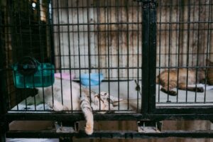 Pemilihan Sangkar Kucing Berkualiti untuk Keselesaan dan Keselamatan Haiwan Peliharaan
