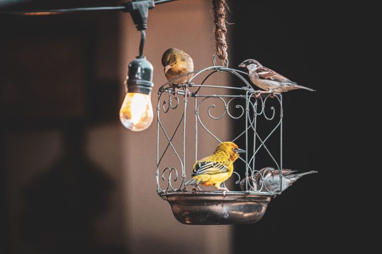 Saiz dan Jenis Sangkar Burung yang Betul untuk Kesihatan Haiwan