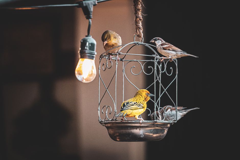 Saiz dan Jenis Sangkar Burung yang Betul untuk Kesihatan Haiwan