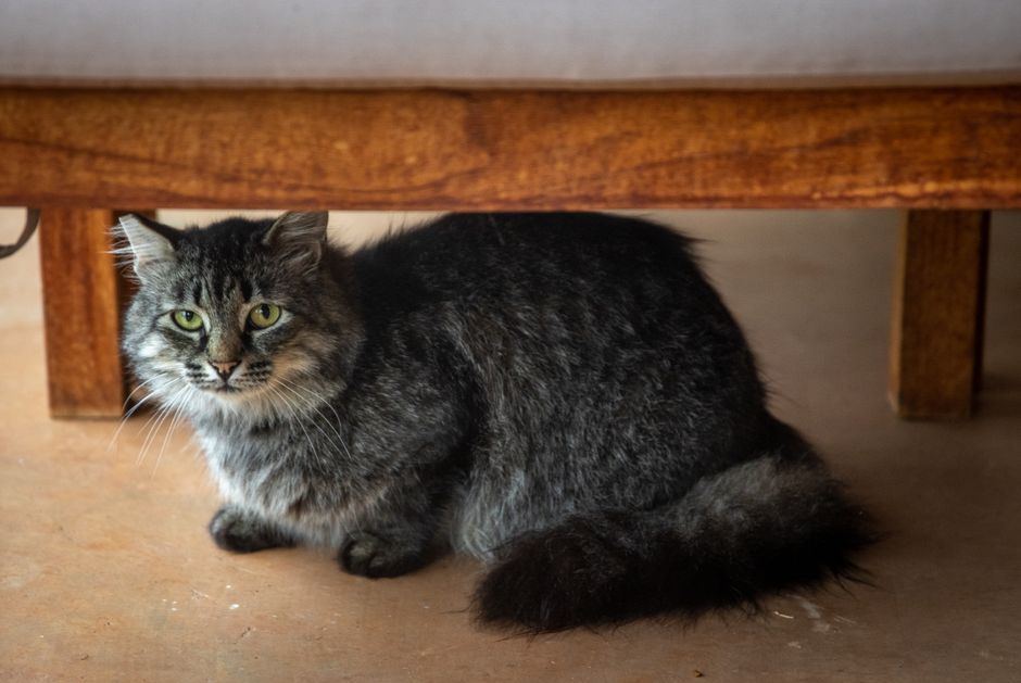 Tanda Kucing Baru Stres dan Cara Berkesan Membantu Mereka Menyesuaikan Diri