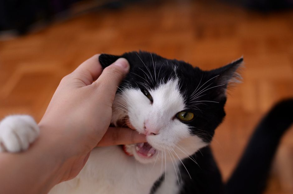 Tanda Kutu Kucing di Badan Manusia dan Cara Rawat