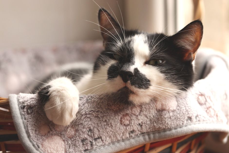 Tempat Tidur Kucing yang Sesuai: Jenis, Material dan Cara Pilih